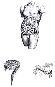 Die Tafeln aus dem fünften Buch der De Humani Corporis Fabrica von Andreas Vesalius