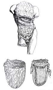 Die Platten aus dem fünften Buch der De Humani Corporis Fabrica von Andreas Vesalius