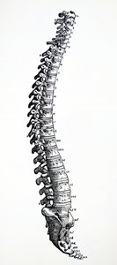 Die Platten aus dem ersten Buch der De Humani Corporis Fabrica von Andreas Vesalius