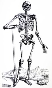 Die Tafeln aus dem ersten Buch der De Humani Corporis Fabrica von Andreas Vesalius