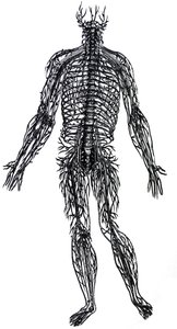 Die Platten aus dem vierten Buch der De Humani Corporis Fabrica von Andreas Vesalius