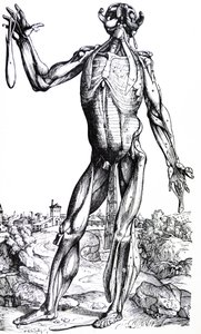 Die Platten aus dem zweiten Buch der De Humani Corporis Fabrica
