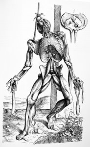 Die Platten aus dem zweiten Buch der De Humani Corporis Fabrica von Andreas Vesalius