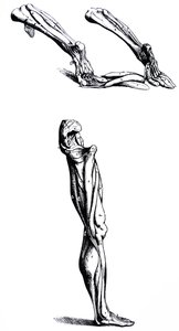 Die Tafeln aus dem zweiten Buch der De Humani Corporis Fabrica von Andreas Vesalius