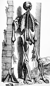 Die Platten aus dem zweiten Buch der De Humani Corporis Fabrica von Andreas Vesalius