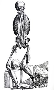 Die Platten aus dem zweiten Buch der De Humani Corporis Fabrica von Andreas Vesalius