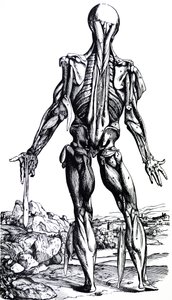 Die Platten aus dem zweiten Buch der De Humani Corporis Fabrica von Andreas Vesalius