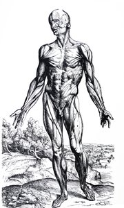 Die Tafeln aus dem zweiten Buch der De Humani Corporis Fabrica von Andreas Vesalius