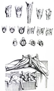 Die Platten aus dem zweiten Buch der De Humani Corporis Fabrica von Andreas Vesalius