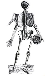 Die Platten aus dem siebten Buch der De Humani Corporis Fabrica von Andreas Vesalius