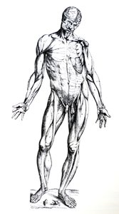 Die Platten aus dem siebten Buch der De Humani Corporis Fabrica von Andreas Vesalius