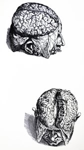 Die Platten aus dem siebten Buch der De Humani Corporis Fabrica von Andreas Vesalius