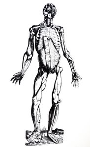 Die Platten aus dem siebten Buch der De Humani Corporis Fabrica von Andreas Vesalius