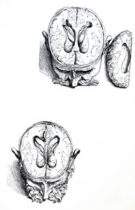 Die Tafeln aus dem siebten Buch der De Humani Corporis Fabrica von Andreas Vesalius