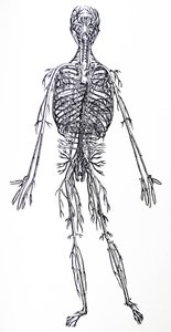 Die Tafeln aus dem dritten Buch der De Humani Corporis Fabrica von Andreas Vesalius