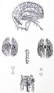 Die Tafeln aus dem dritten Buch der De Humani Corporis Fabrica von Andreas Vesalius