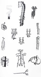 Die Platten aus dem dritten Buch der De Humani Corporis Fabrica von Andreas Vesalius