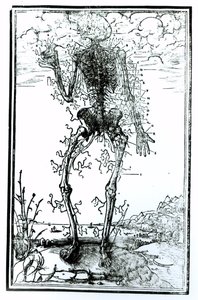 Gefäßsystem des Körpers von Andreas Vesalius