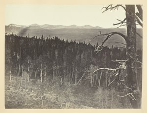 Schnee und Baumgrenze, Medicine Bow Mountain