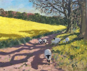 Schafe und gelbes Feld, 2017