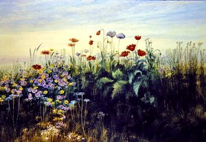 Wildblumen