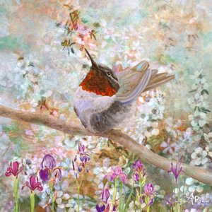Kolibri in Blüte