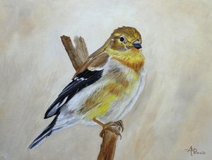 Sitzender Gelber Fink von Angeles M. Pomata