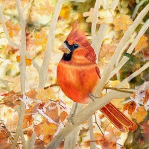 Roter Kardinal in Herbstlaub von Angeles M. Pomata