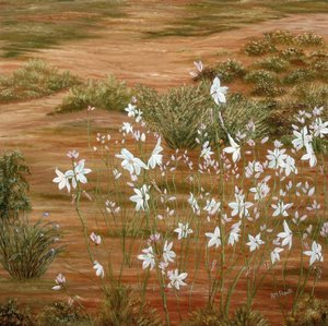 Weiße Wüstenblumen