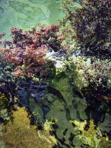 Herbstliche Wasserreflexionen von Angelo Cerantola