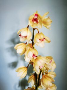 Elegante gelbe Orchideen