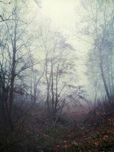 Ätherischer Waldnebel von Angelo Cerantola