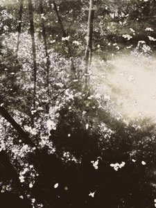 Ätherisches Waldlicht von Angelo Cerantola