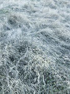 Gefrostetes Wintergras von Angelo Cerantola