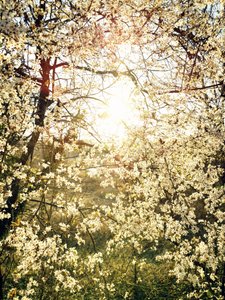 Strahlende Frühlingsblüten