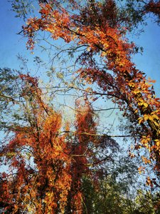 Lebendiges Herbstlaub von Angelo Cerantola