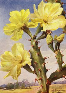 Ein schöner Vertreter des Feigenkaktus, Opontia Dillenii von Angelo Fairfax Muckley