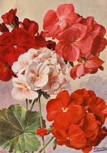 Schöne moderne Geranien, Zonal-Pelargonien