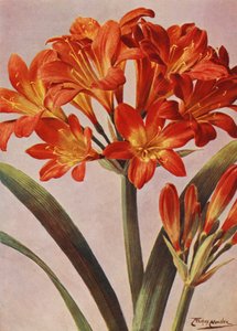 Clivia Miniata, lange bekannt als Imantophyllum Miniatum