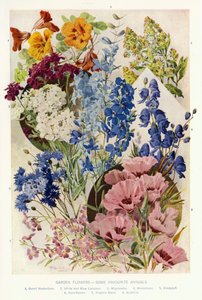 Gartenblumen, einige beliebte Einjährige (Farblitho)