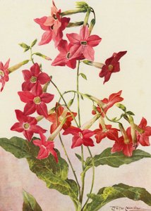 Die schöne Tabakpflanze Nicotiana Sanderae von Angelo Fairfax Muckley