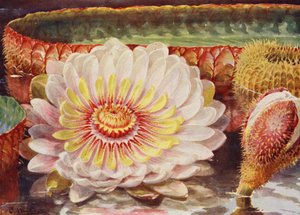 Victoria Regia, die edelste aller Wasserpflanzen von Angelo Fairfax Muckley