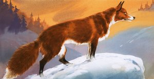 Fuchs im Schnee
