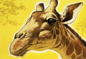 Kopf einer Giraffe