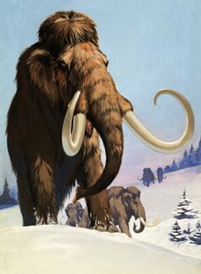 Mammuts aus der Eiszeit