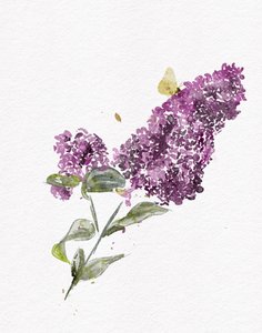 Lila Flieder Schmetterling