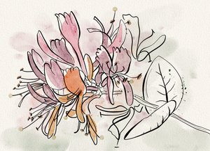 Sanfte Geißblattblüten