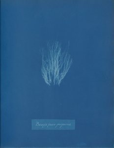 Bangia fusco-purpurea, ca. 1853 von Anna Atkins