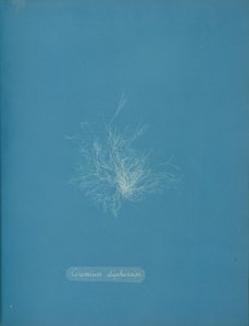 Ceramium diaphanum, ca. 1853 von Anna Atkins