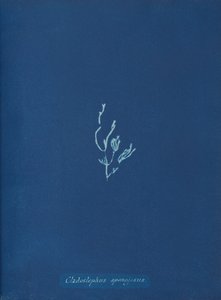 Cladostephus spongiosus
